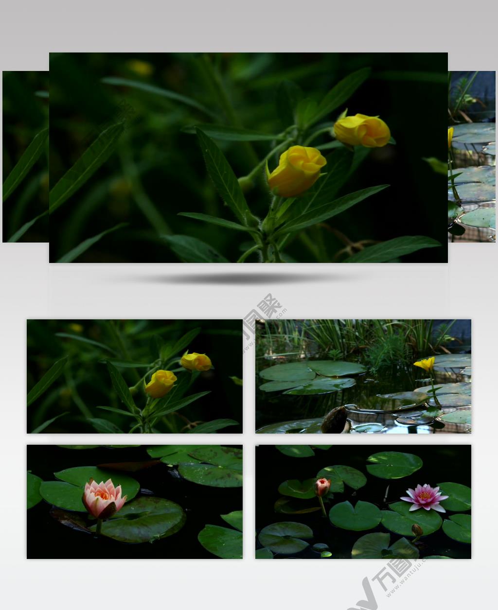 绽放 睡莲花 开放 美丽 景色