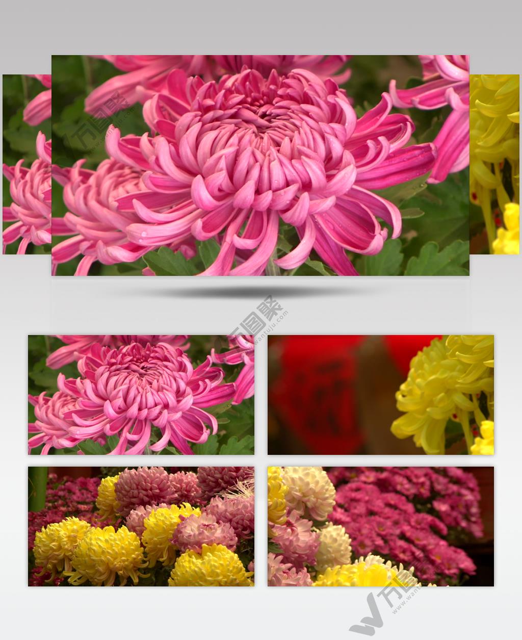 菊花特写花卉各种花卉菊花花瓣