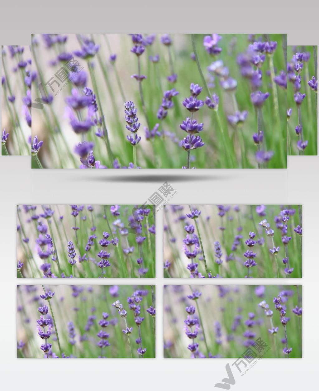 美丽薰衣草户外拍摄大自然魅力植物生长变焦剪辑高清视频实拍