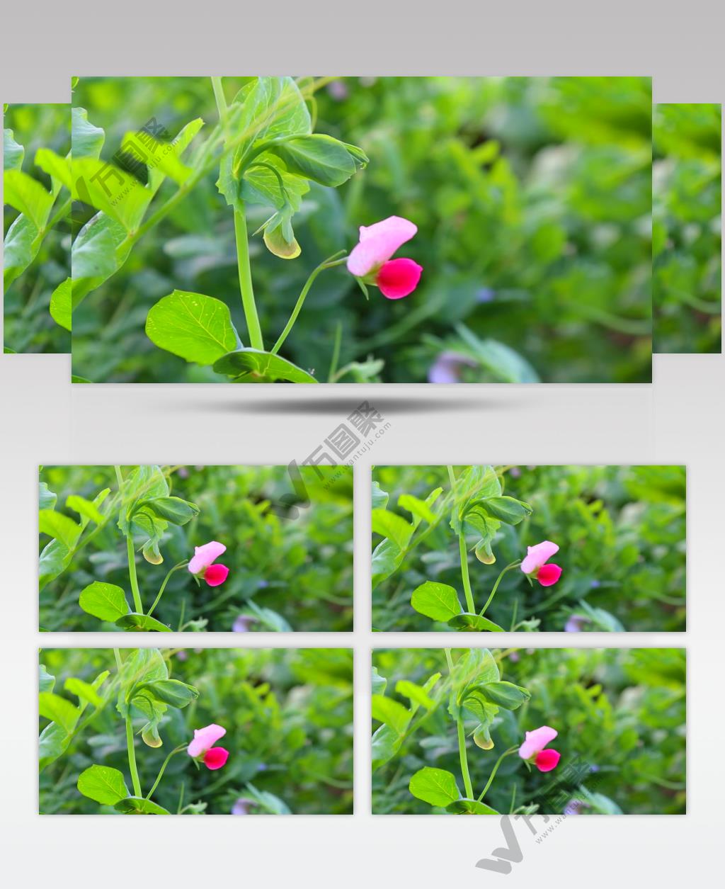 植物豌豆开花视频素材