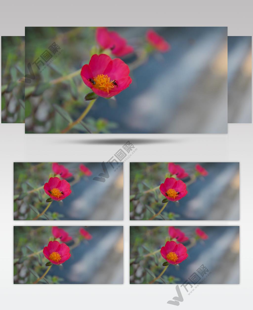 万物生长季节花园花丛鲜花盛开蜜蜂