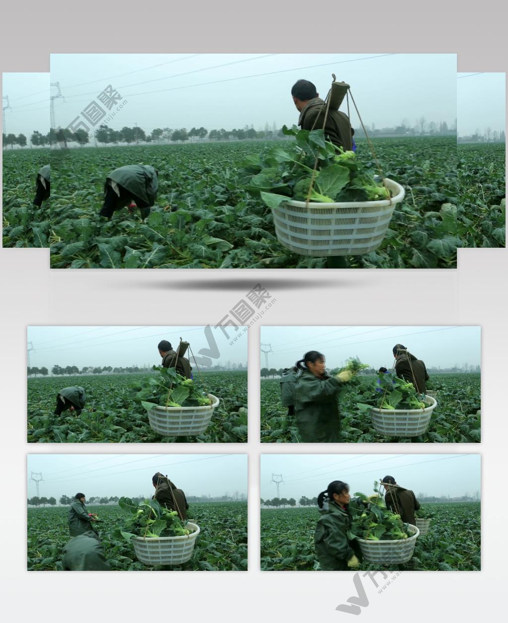 大片菜花西兰花 蔬菜种植基地 割菜西兰花