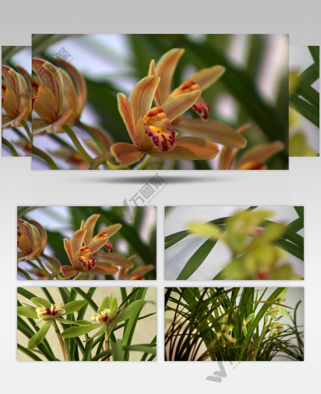 兰花 特写 实拍视频素材 兰花特写 花卉 花蕊 