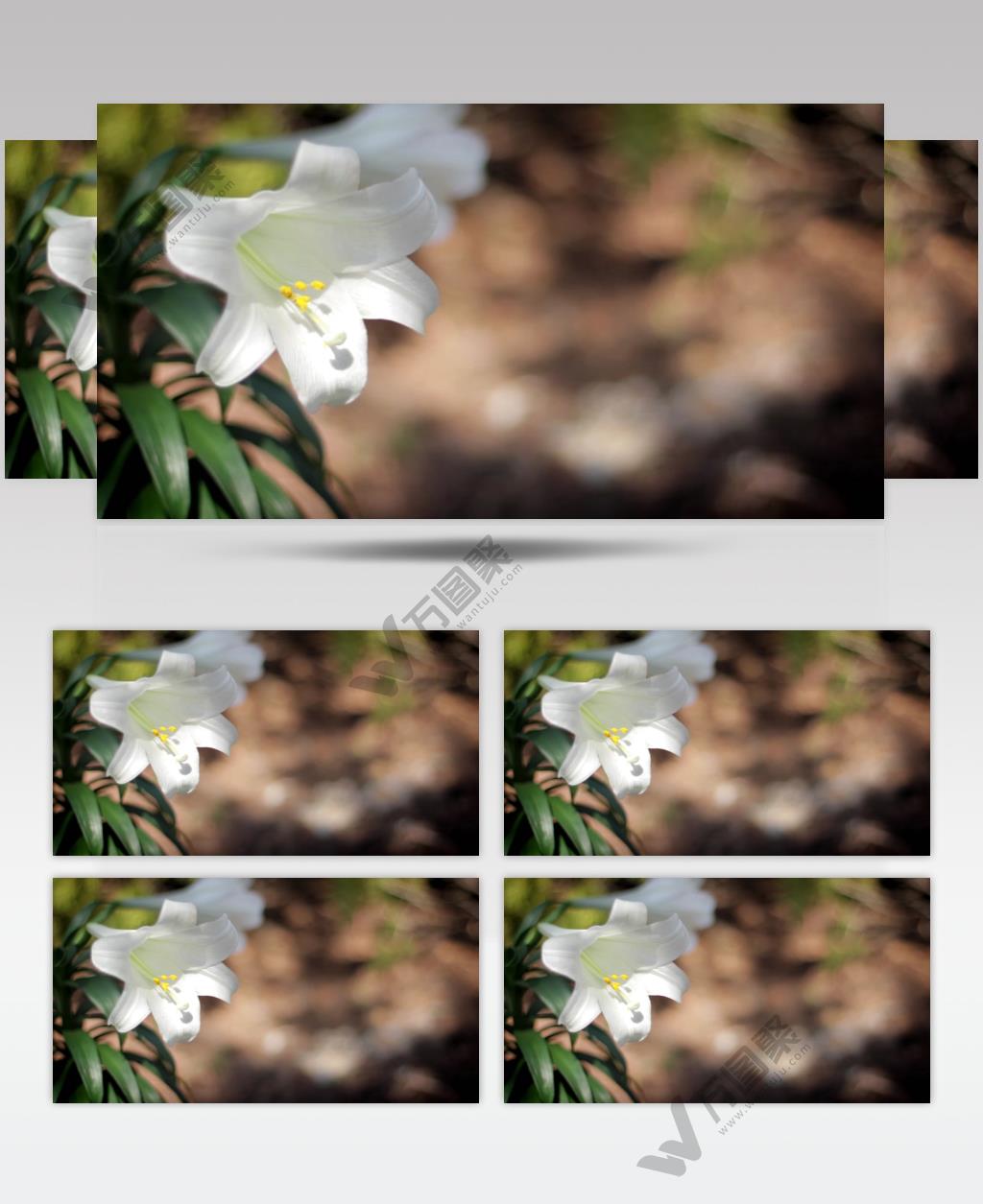 近距离聚焦拍摄水仙花风中轻微摆动实拍高清视频素材