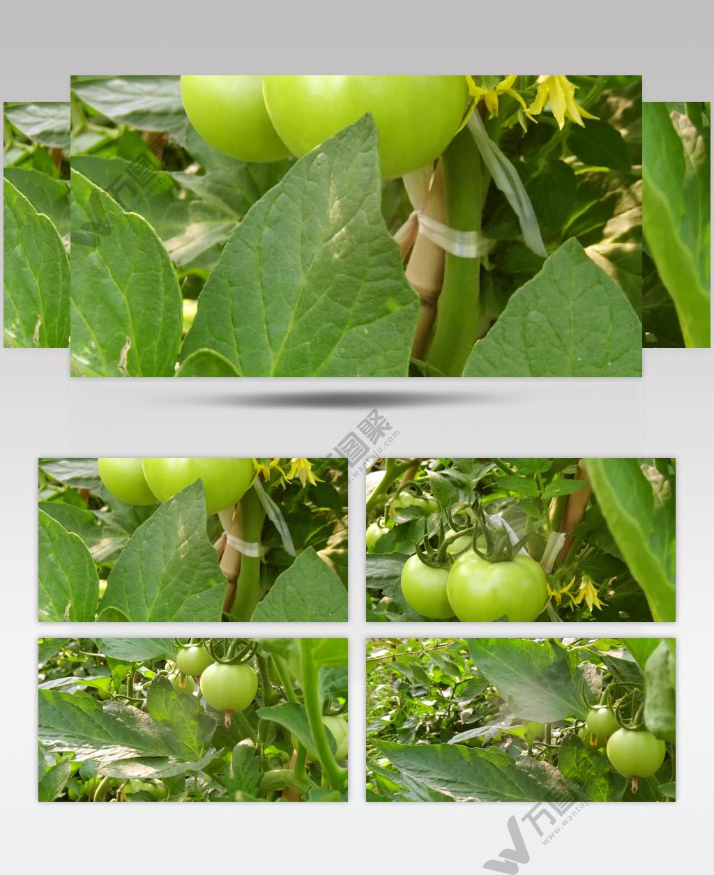 实拍 菜地里的蔬菜 西红柿