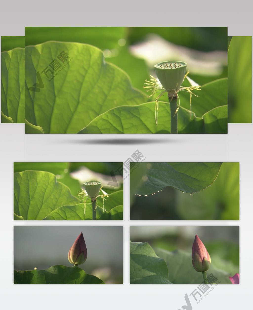 唯美清新的荷花