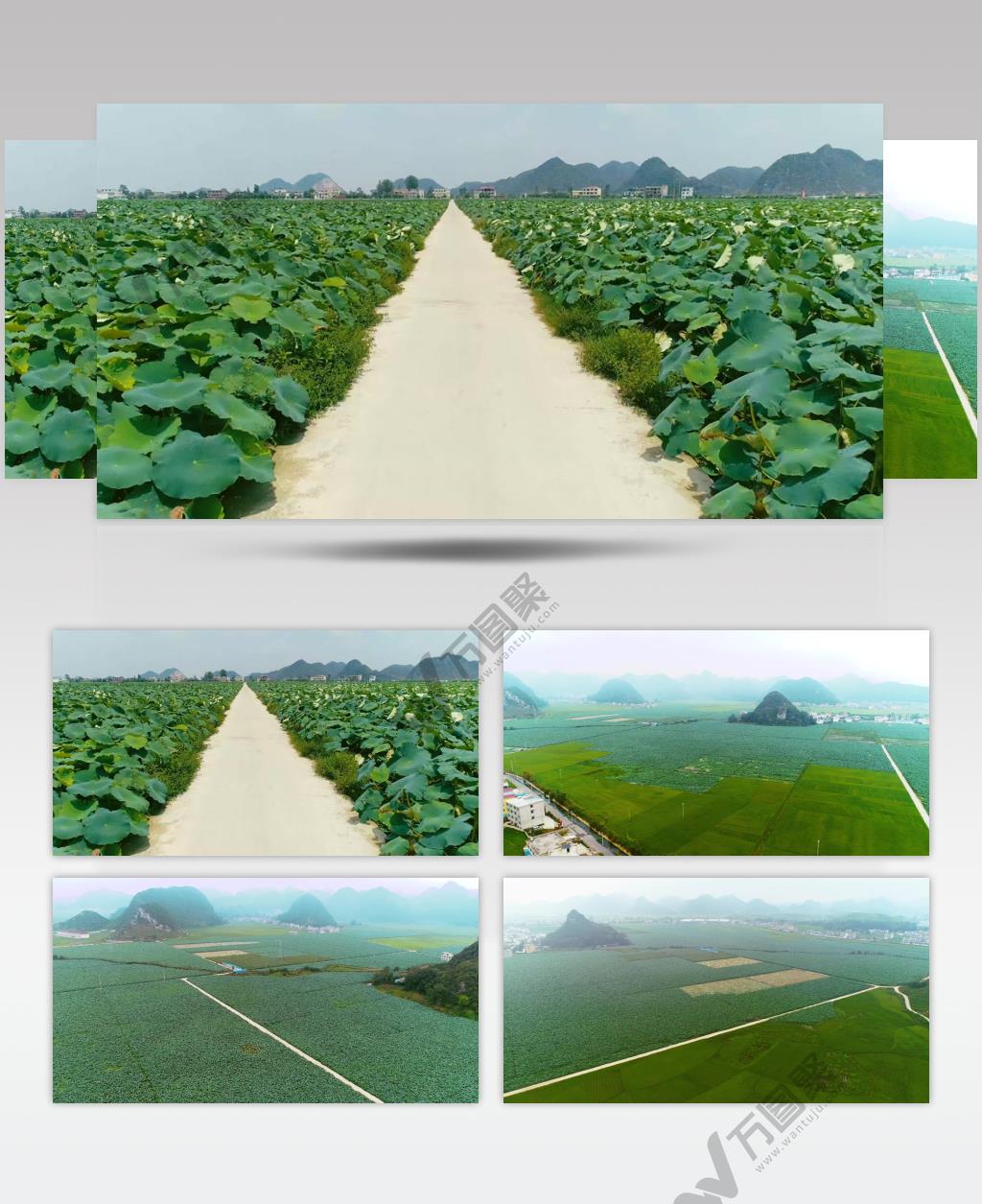 航拍荷叶荷塘现代农业快速发展背景视频