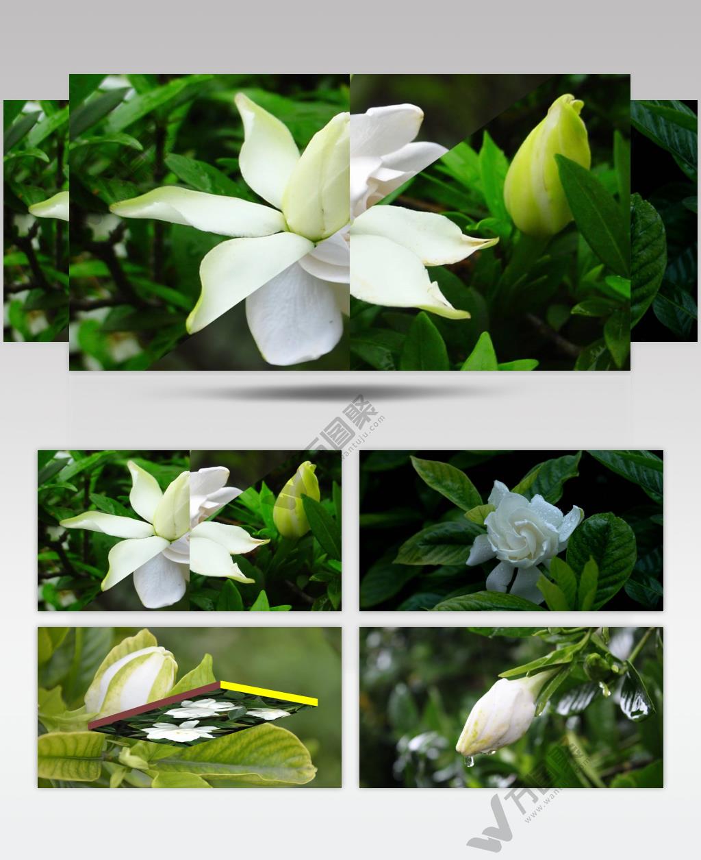 唯美栀子花开图片合集舞台背景视频