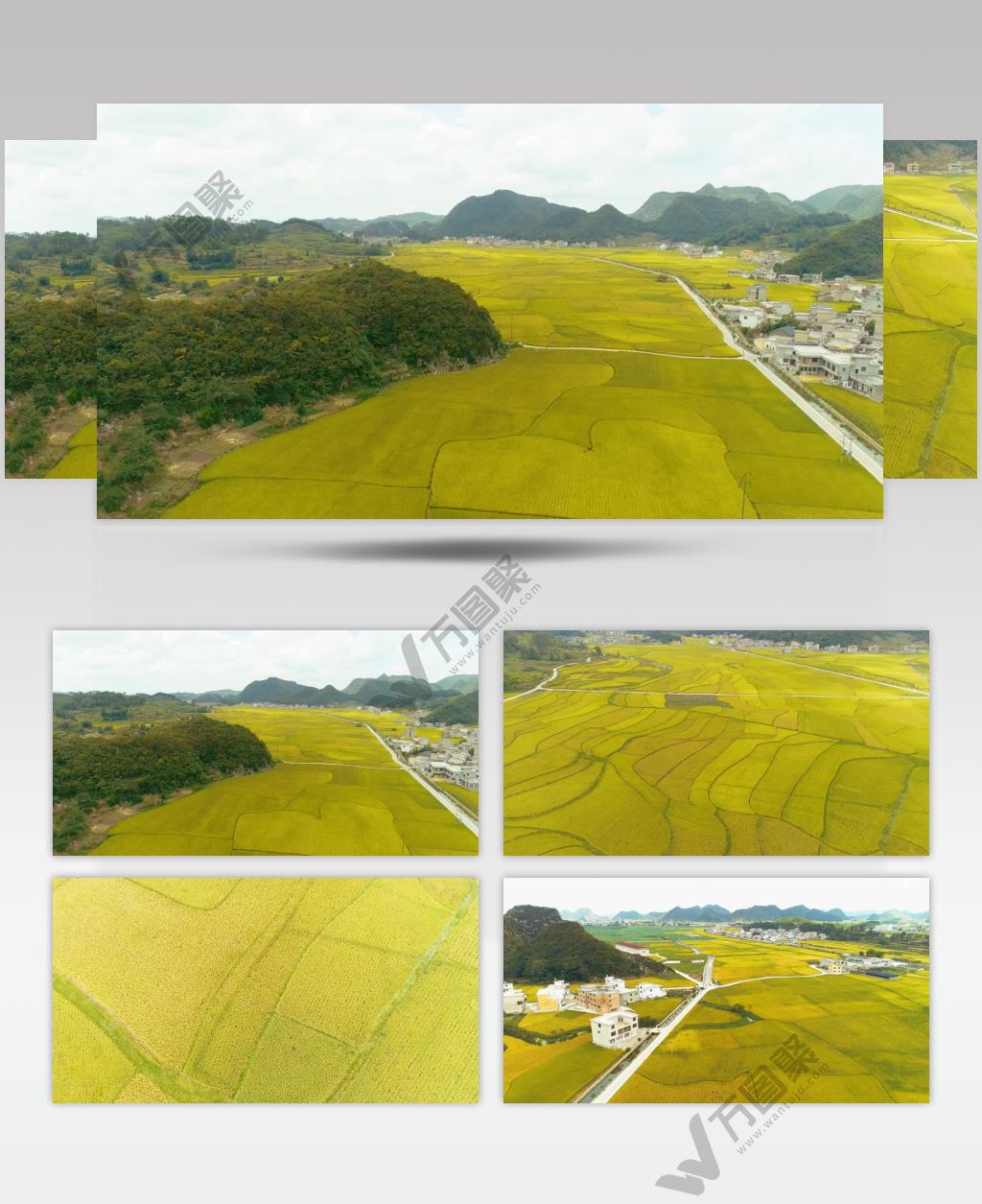 航拍一望无际稻田新农村农业发展背景视频