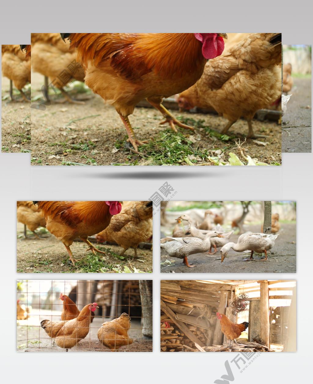 农村饲养鸡鸭合集4k绿色散养视频素材