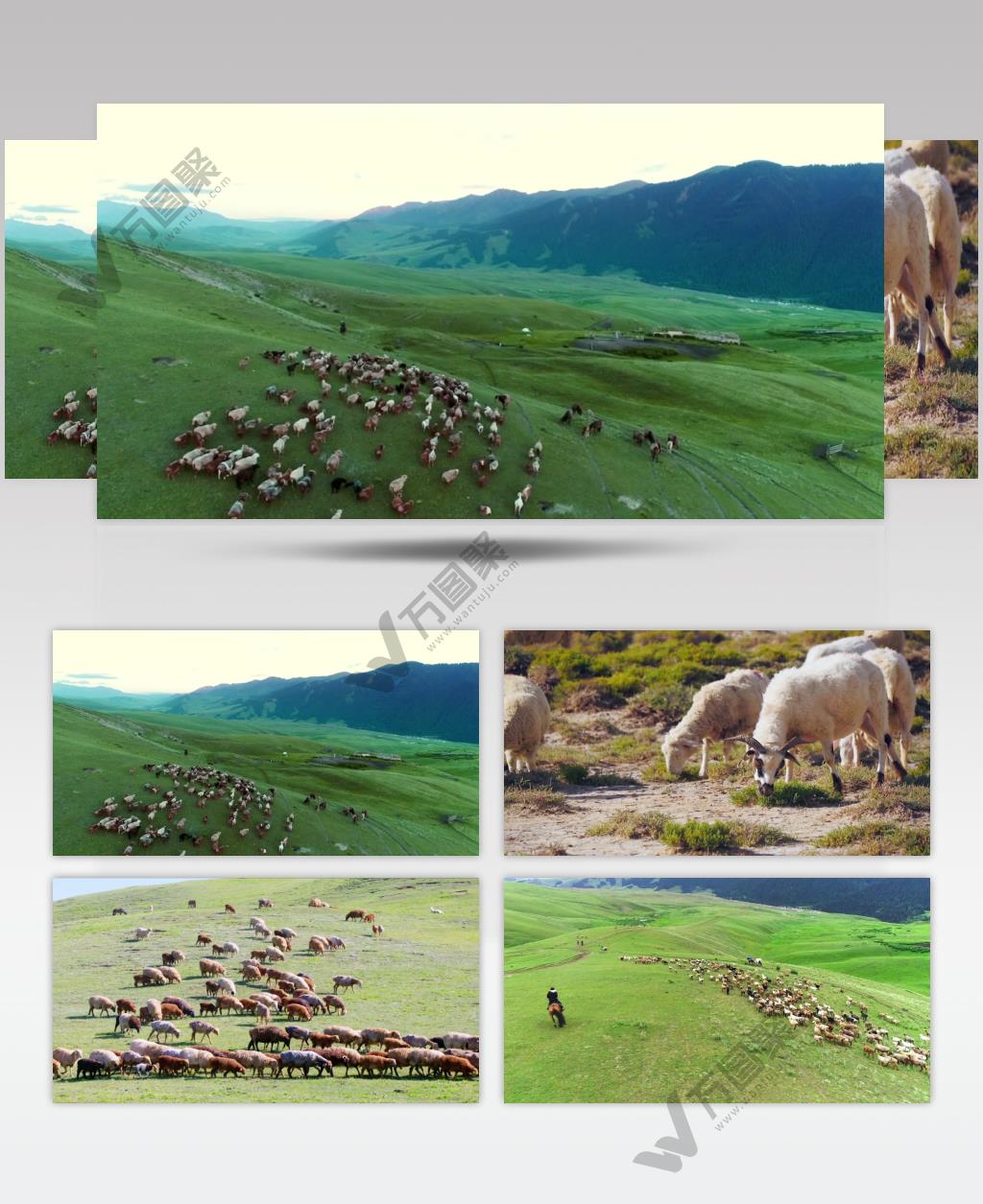 各种羊吃草影视视频素材合集