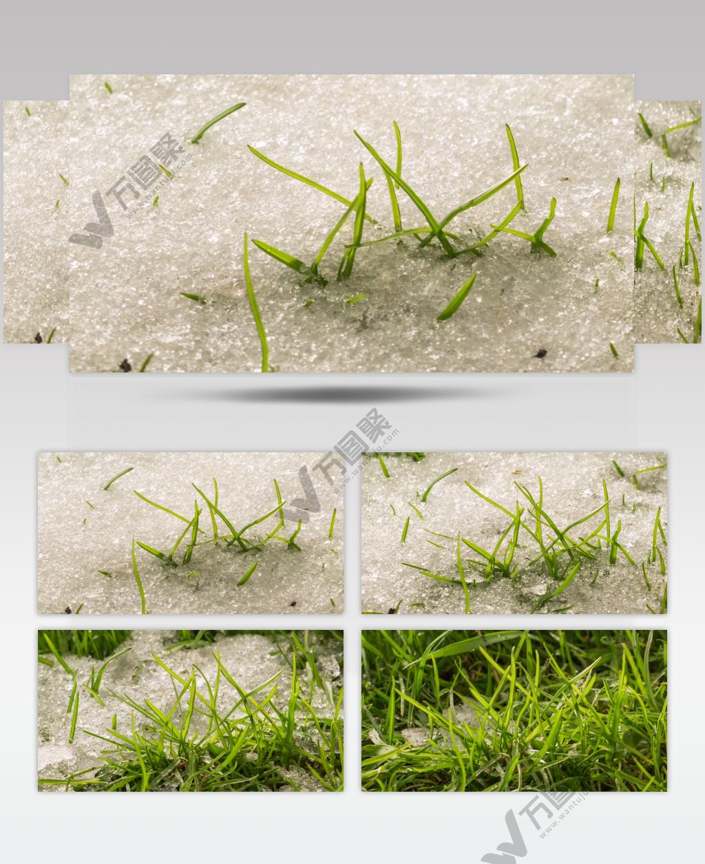 冰雪融化延时摄影万物复苏特写镜头写意视频素材