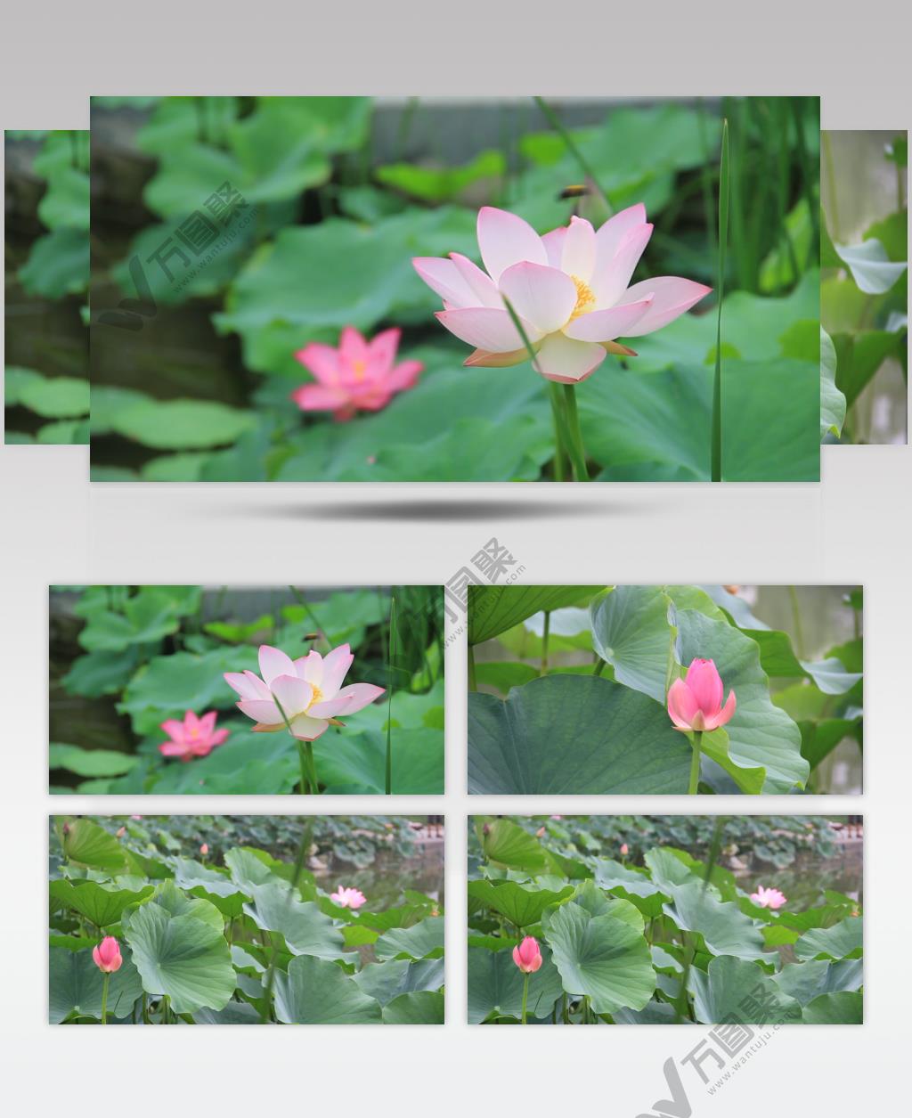 荷花特写唯美荷花荷叶荷塘