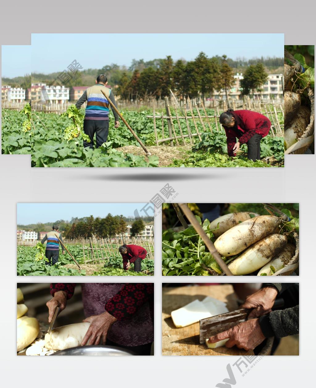 拔萝卜切萝卜合集4k视频素材