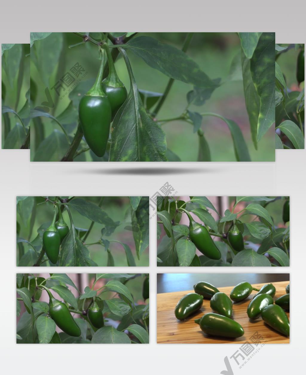 新鲜美味食材辣椒采摘摆放台面旋转