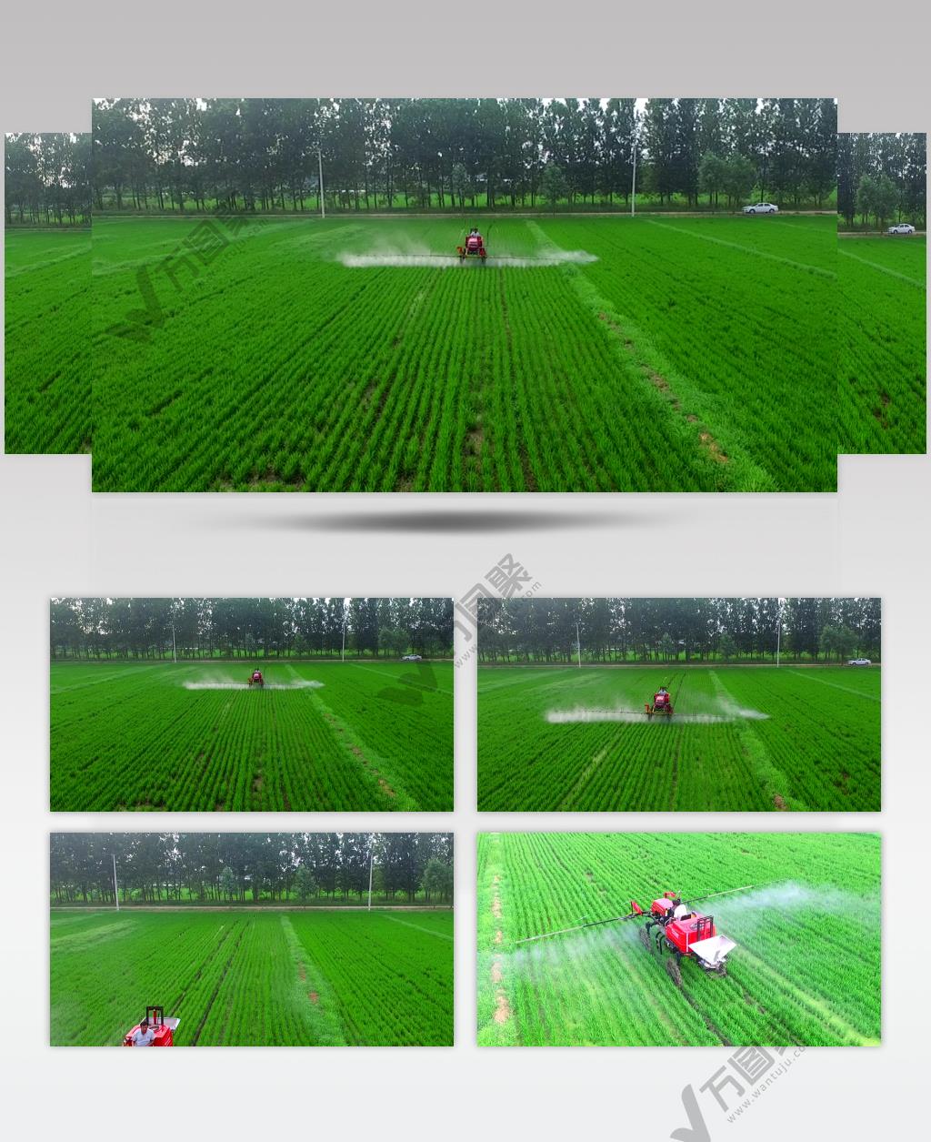 花生田地打药喷药施药视频