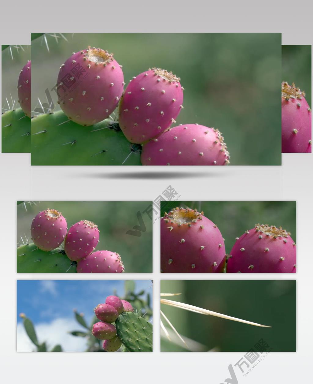 沙漠仙人掌果实种植视频素材