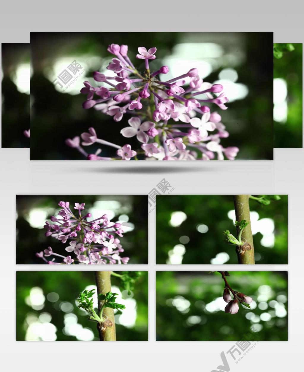 花朵植物绽放开放延时摄影视频素材
