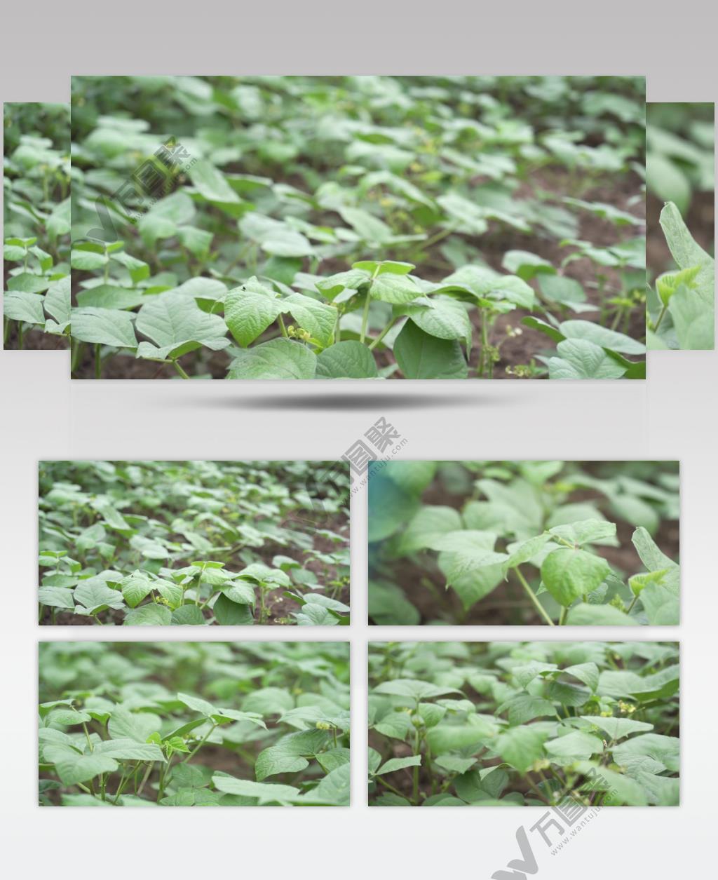 黄豆大豆农业种植地视频