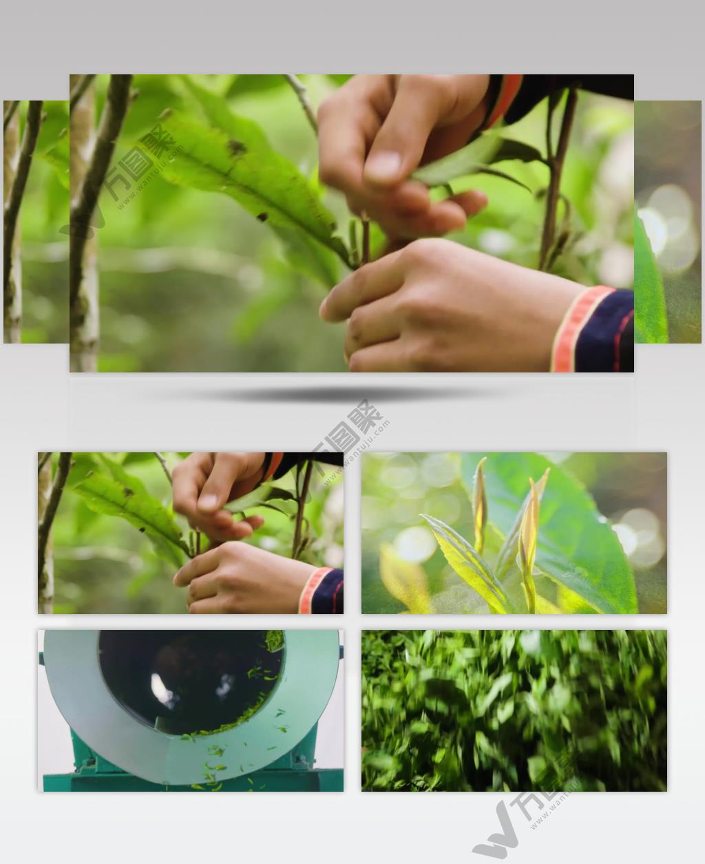 茶叶采摘-制作茶叶品茶人文视频素材