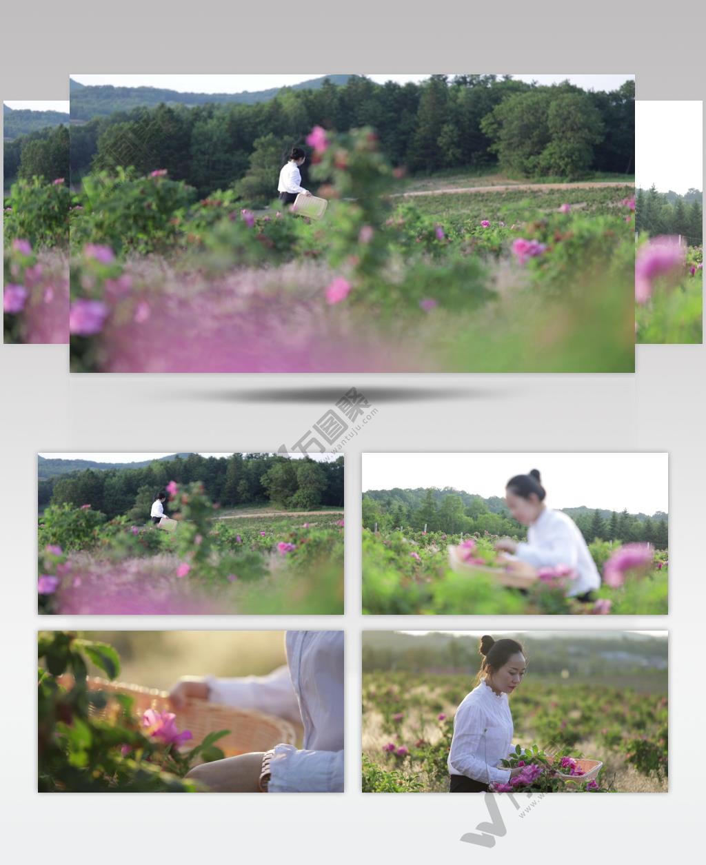 实拍美女采摘玫瑰花视频素材
