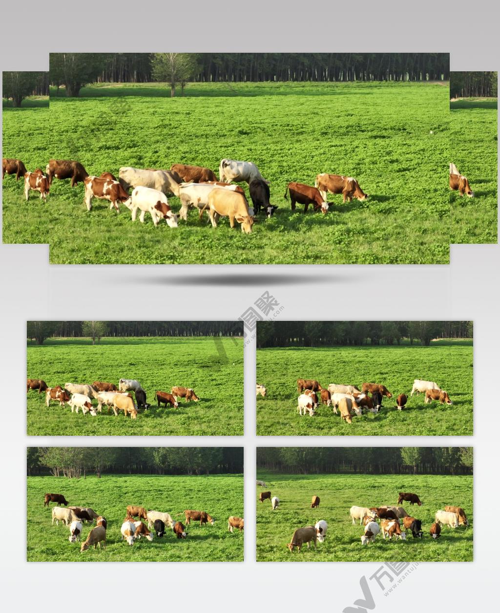 黄河湿地（源素材）DJI_0593