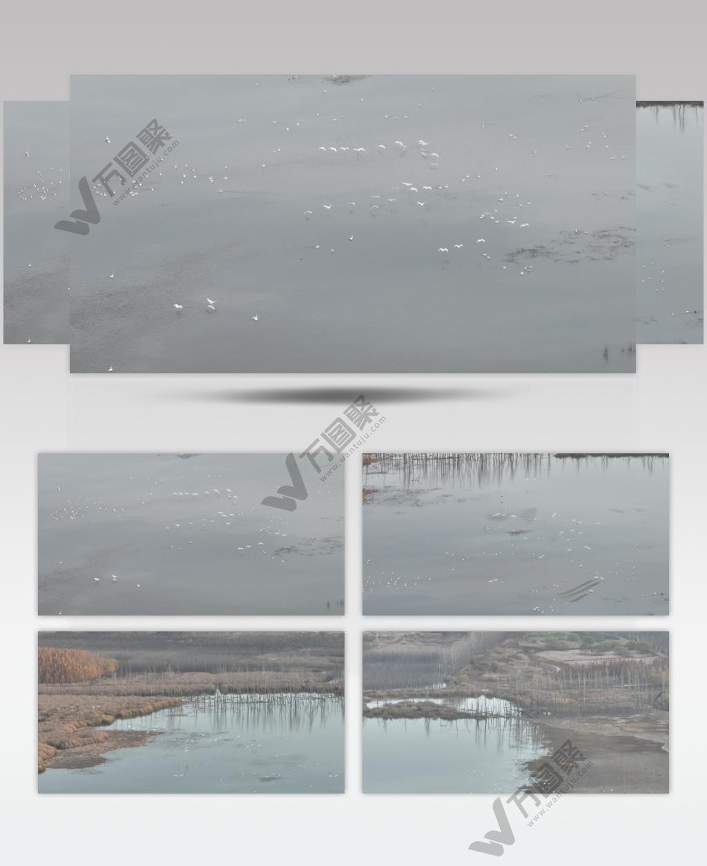 白天鹅（源视频）DJI_0104