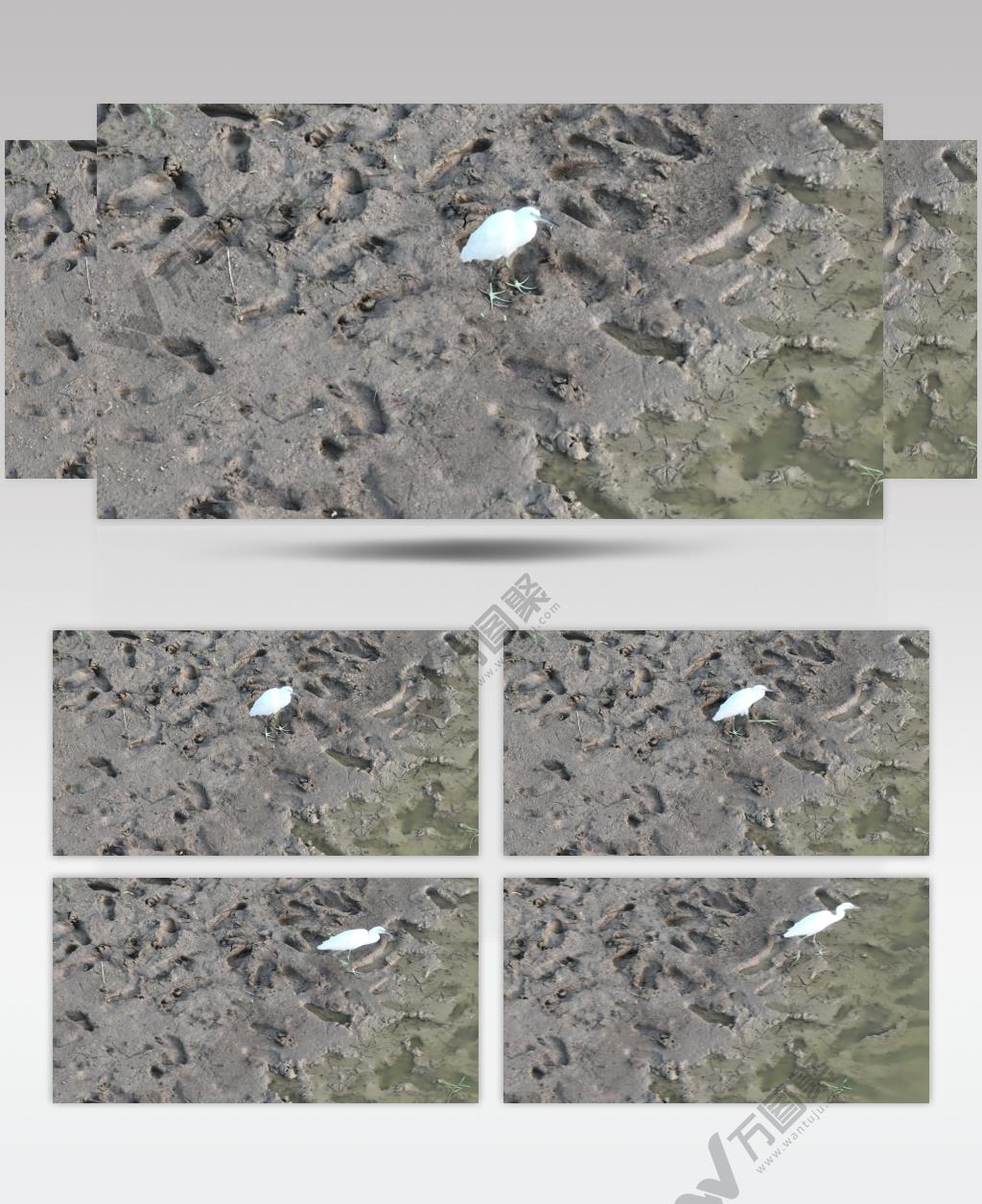 黄河湿地（源素材）DJI_0614