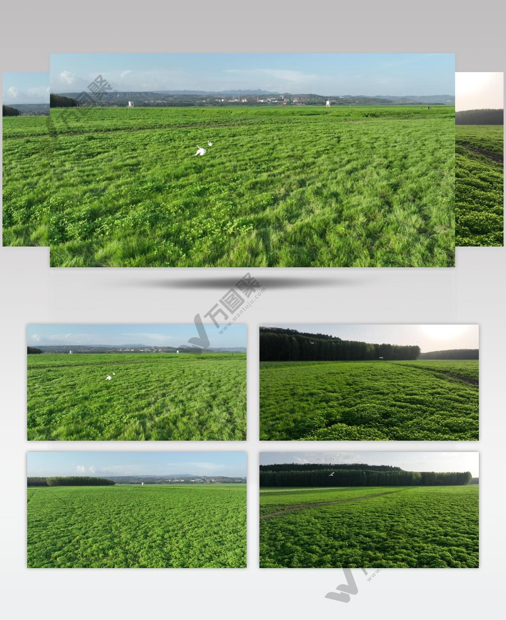 黄河湿地（源素材）DJI_0602