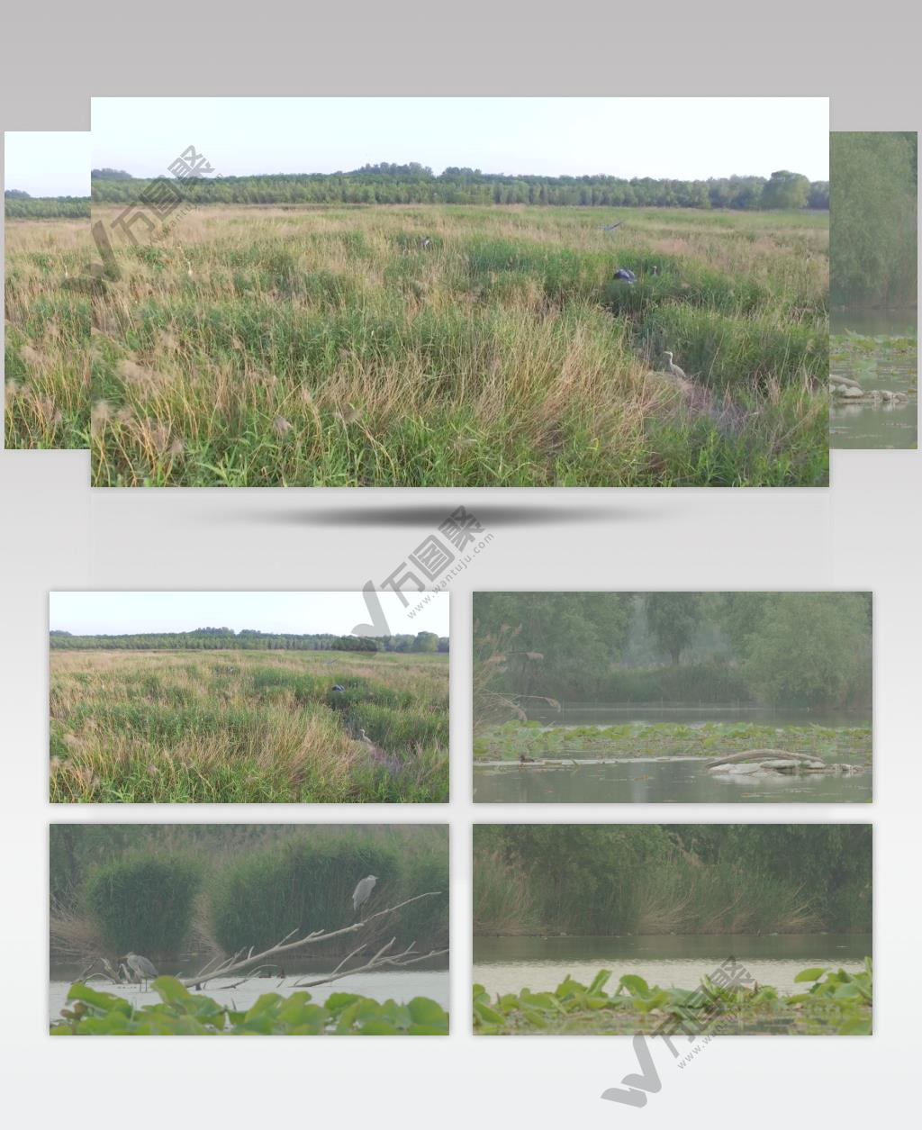 黄河湿地 湿地鸟