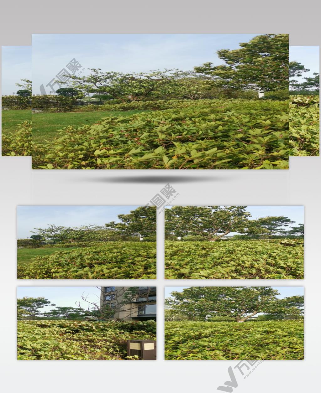 摇动在狂风中的绿植