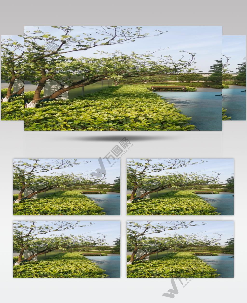 摇动在狂风中的绿植