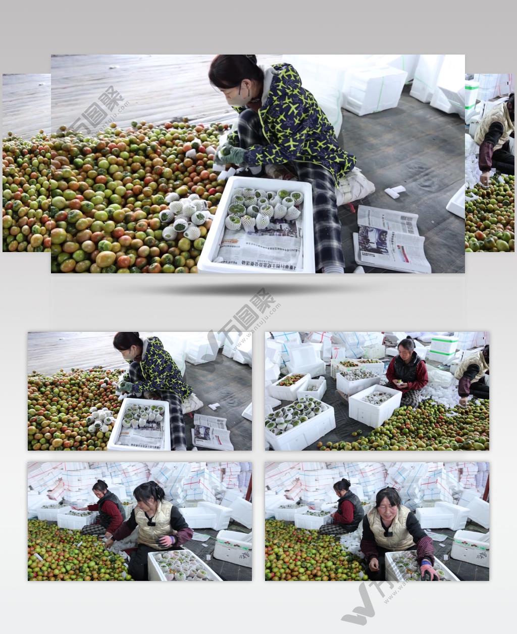 草莓柿子青柿子打包装装箱