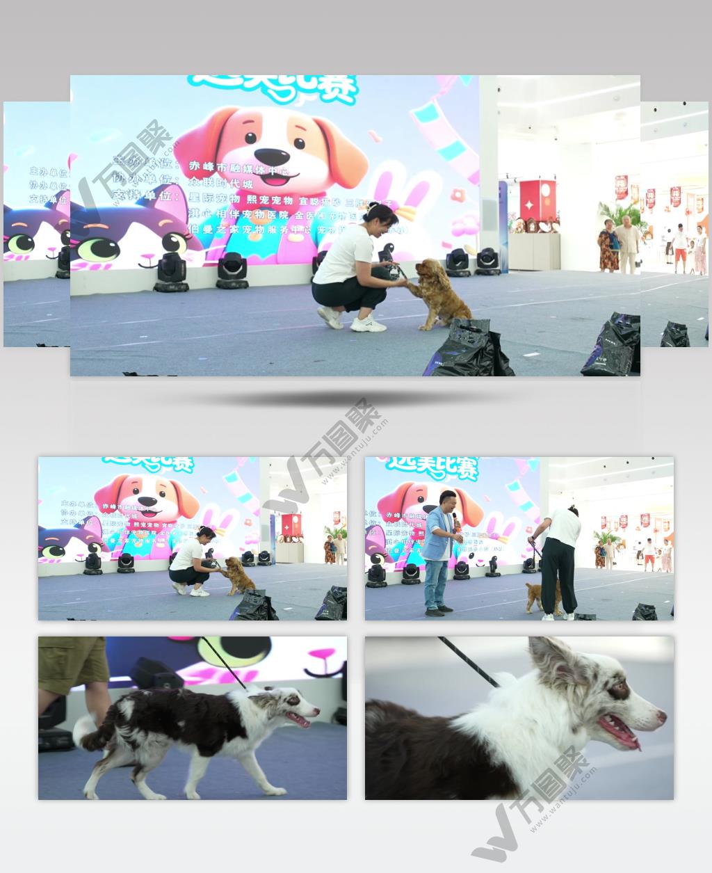 萌宠节萌宠选美比赛