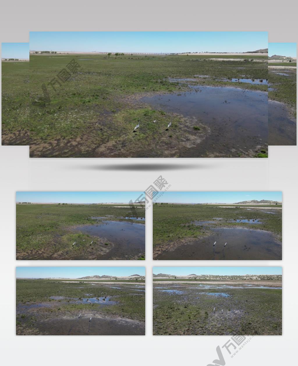 白枕鹤在湿地生活