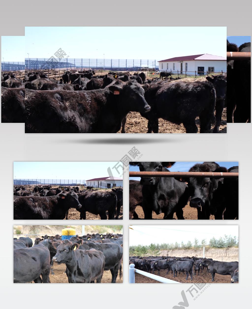 黑牛养殖
