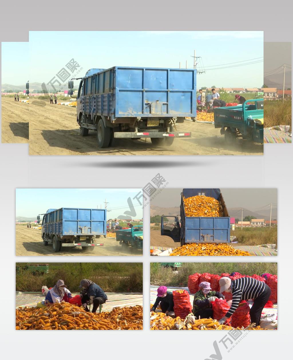 农民把玉米装袋子储存