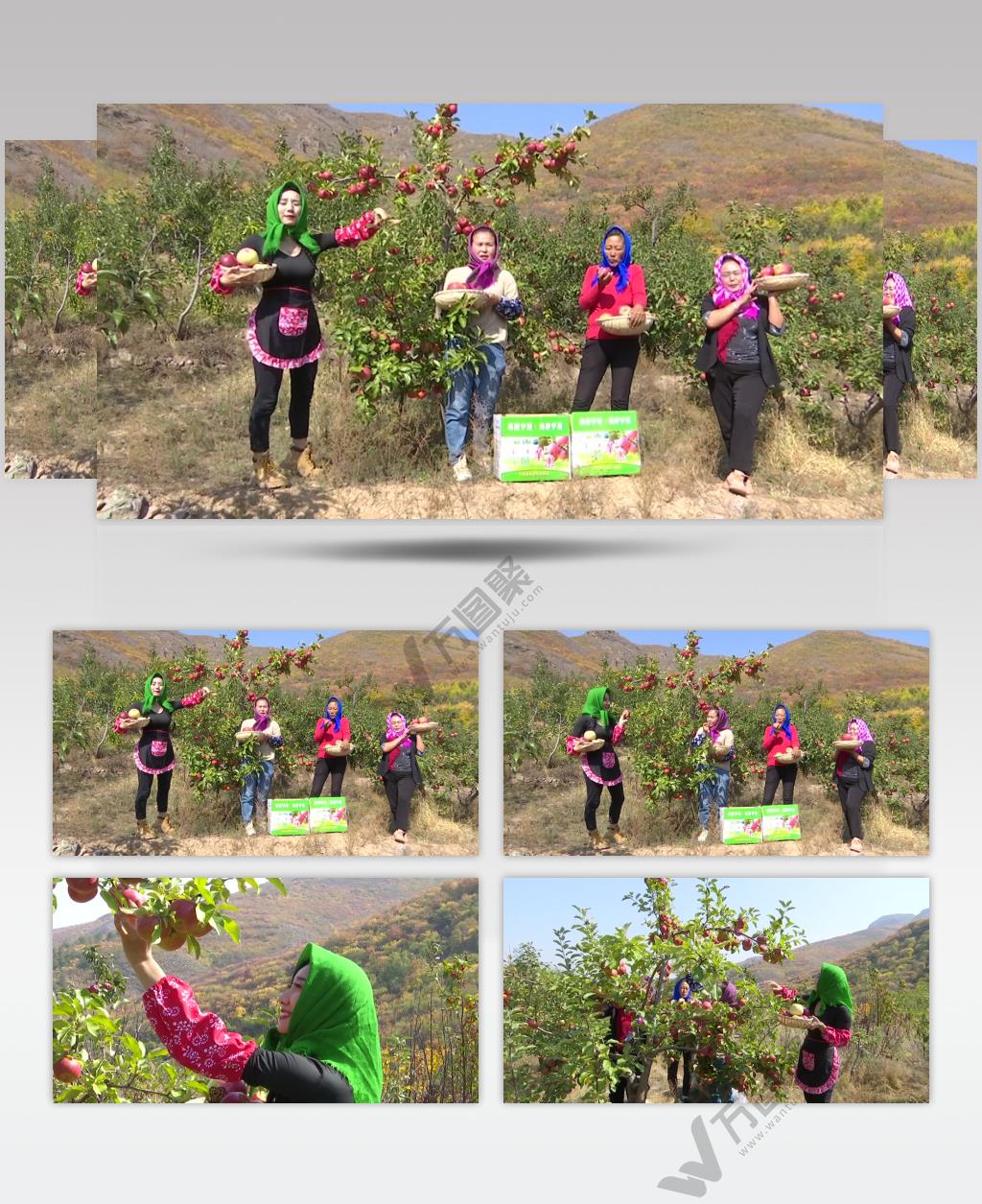 助农主播在苹果园里采摘苹果村民摘苹果