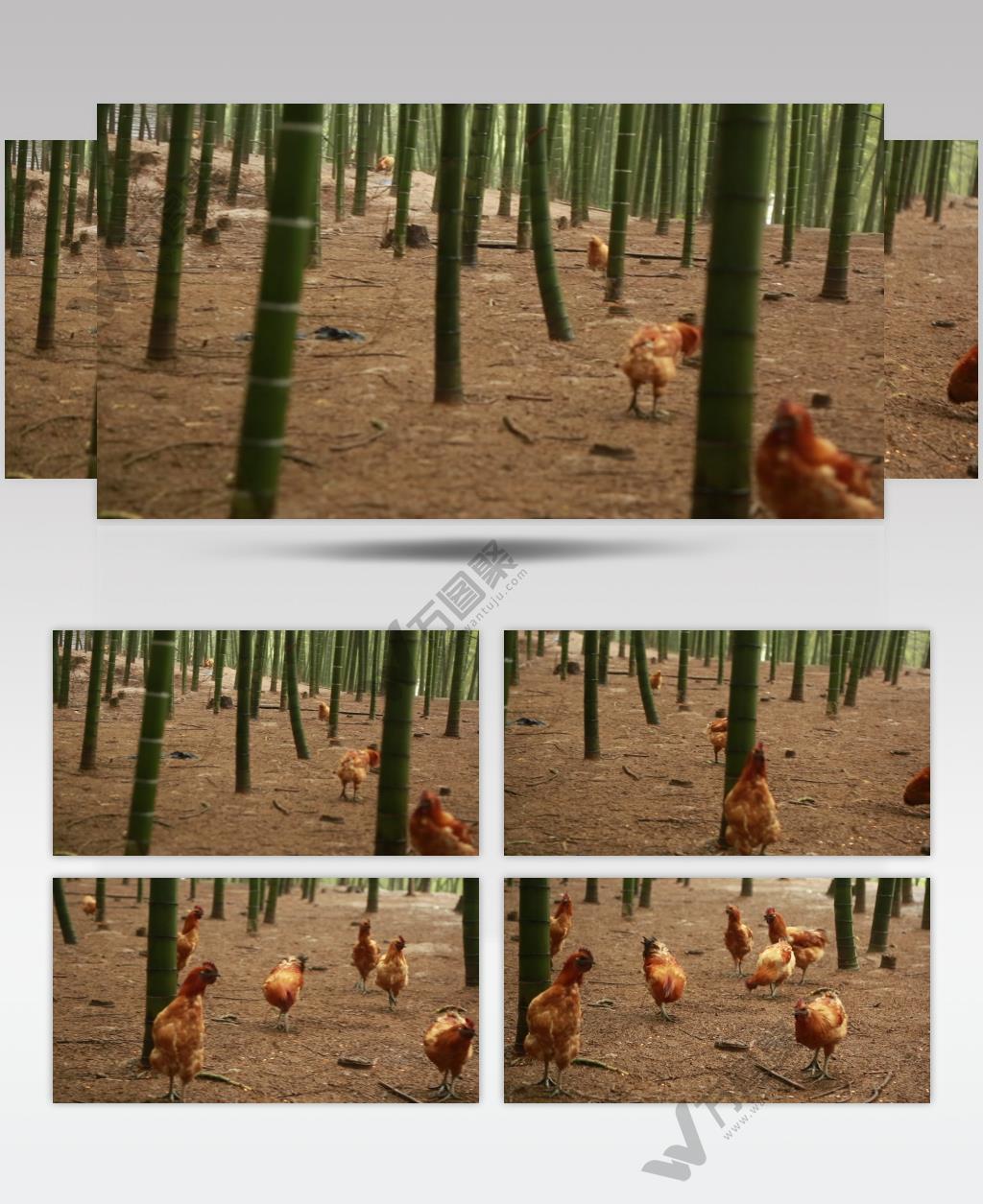 养殖业 林下鸡 养殖鸡 林下产业 竹林养殖 高清实拍视频素材 (2)