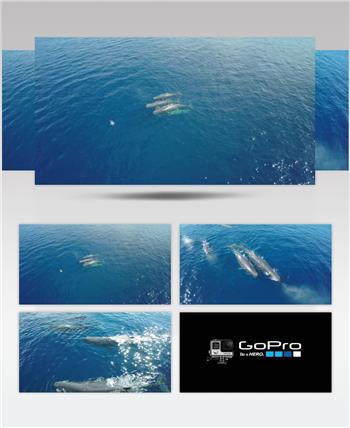 [4K] 鲸鱼 GOPRO