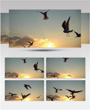 实拍海边的黄昏天空下一群海鸥在空中飞舞盘旋
