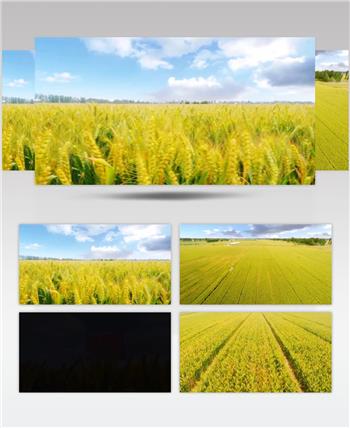 农田小麦丰收平原麦穗