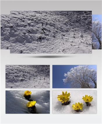 ［4K］ 雪地花卉 4K片源 超高清实拍视频素材 自然风景山水花草树木瀑布超清素材