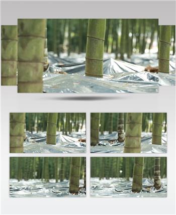 林下产业 竹荪蛋 竹荪 养殖 林竹 竹林 高清视频素材 实拍 竹林产业 竹子
