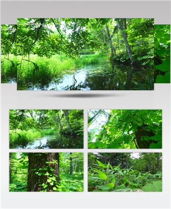 ［4K］ 森林 4K片源 超高清实拍视频素材 自然风景山水花草树木瀑布超清素材