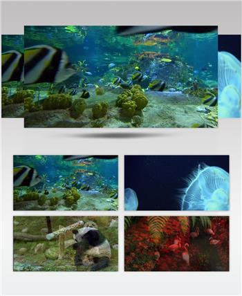 香港海洋公园+海底世界+金鱼馆+海豚表..._batch中国名胜风景标志性景点高清视频素材