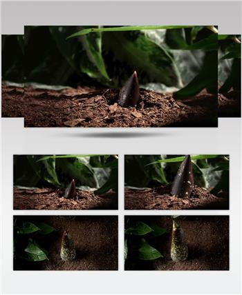 0707-植物快速生长5(破土而出) 15-植物快速生长-1