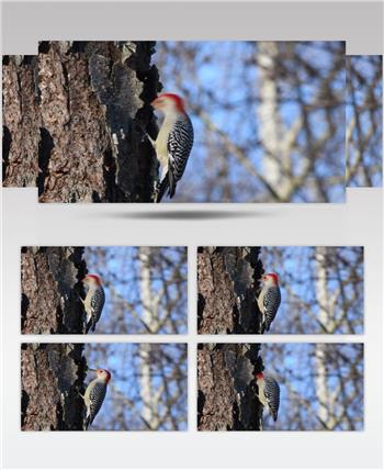 4K红腹啄木鸟在树木上啄食高清实拍视频素材