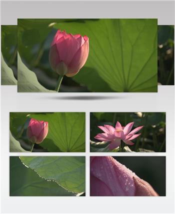 自然植物类荷花B_batch中国高清实拍素材宣传片