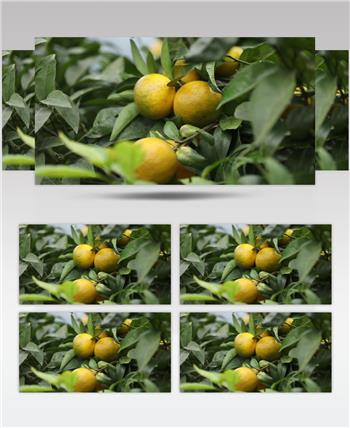 柑橘 果树 结果 挂果 丰收 特写 高清视频素材